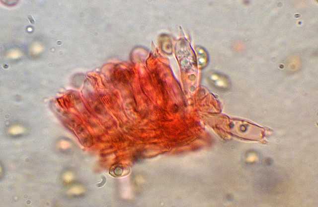 Tubaria conspersa    (Pers.)    Fayod